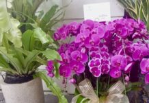 Presiden Prabowo Kirim Buket Anggrek Ungu Nan Elok untuk Ulang Tahun Jokowi Presiden Prabowo kirimi Jokowi bunga anggrek bulan ungu sebagai ucapan selamat ulang tahun.