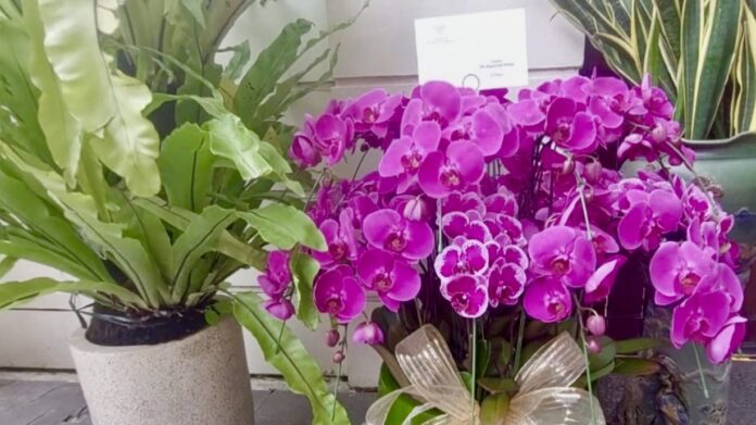 Presiden Prabowo kirimi Jokowi bunga anggrek bulan ungu sebagai ucapan selamat ulang tahun.