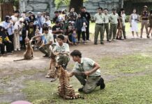 Sambut Liburan, Solo Safari Siapkan Edukasi Bayi Macan hingga Tari Kecak