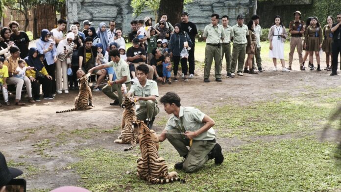 Edukasi Bayi Macan Solo Safari