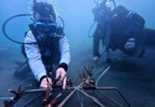 PIS Tanam 525 Terumbu Karang di Maluku, Dukung Ekosistem Biru Laut Indonesia