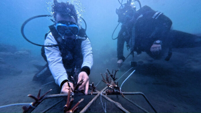 PT PIS terumbu karang