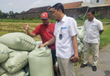 Bulog Surakarta Target Serap 93.750 Ton Beras di Puncak Panen Raya 2026