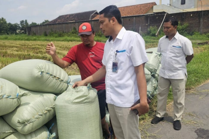Bulog Surakarta panen beras