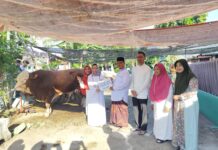 Presiden Prabowo Salurkan Sapi Kurban 850 Kg ke Sukoharjo