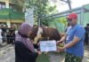 Wapres Gibran Rakabuming Salurkan Sapi Kurban 800 Kg ke Ponpes Singo Ludiro
