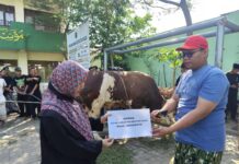 Wapres Gibran Rakabuming Salurkan Sapi Kurban 800 Kg ke Ponpes Singo Ludiro