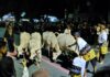 Mengapa Kirab Malam 1 Suro di Solo Identik dengan Kebo Bule?