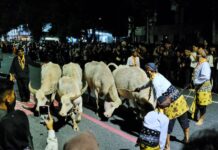 Mengapa Kirab Malam 1 Suro di Solo Identik dengan Kebo Bule?