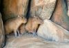 Gemas! Capybara Hadir di Solo Safari, Sambut Libur HUT ke-81 RI