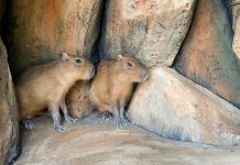 Gemas! Capybara Hadir di Solo Safari, Sambut Libur HUT ke-81 RI